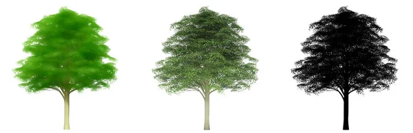 バーオークの木のセットまたはコレクション 自然と白の背景に黒いシルエットとして 生態系と保全 持久力 美しさのための概念または概念的な3Dイラスト — ストック写真