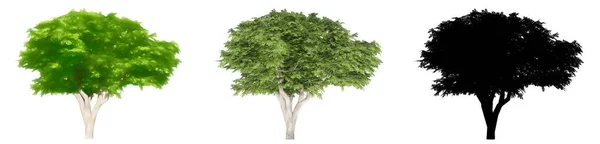 Conjunto Coleção Árvores Carrotwood Pintadas Naturais Como Uma Silhueta Preta — Fotografia de Stock