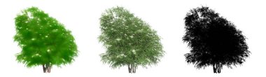Siyah Elder ağaçlarının seti ya da koleksiyonu, boyanmış, doğal ve beyaz arka planda siyah bir siluet olarak. Doğa, ekoloji ve koruma, güç, dayanıklılık ve güzellik için kavramsal ya da kavramsal 3D illüstrasyon