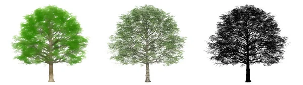 Cherrybark Oak Ağaçlarının Seti Koleksiyonu Boyanmış Doğal Beyaz Arka Planda — Stok fotoğraf