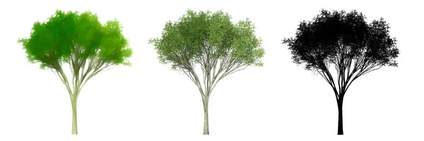 アメリカのエルムの木のセットやコレクション 自然と白の背景に黒いシルエットとして 生態系と保全 持久力 美しさのための概念または概念的な3Dイラスト — ストック写真
