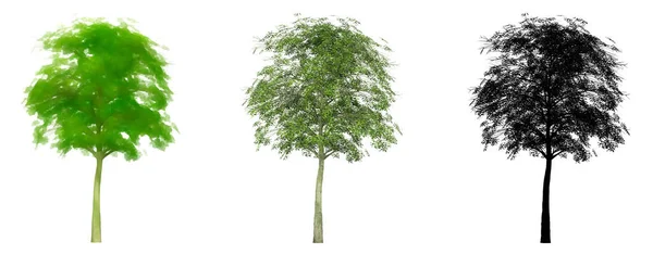 大きな葉のメイプルの木のセットやコレクション 自然と白の背景に黒いシルエットとして 生態系と保全 持久力 美しさのための概念または概念的な3Dイラスト — ストック写真