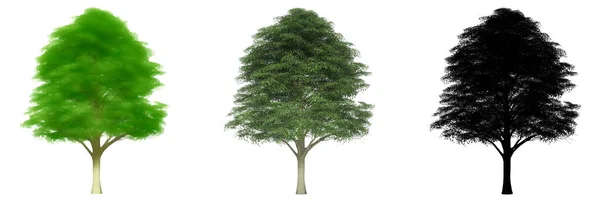 Set Nebo Sbírka Bur Oak Stromy Malované Přírodní Jako Černá — Stock fotografie