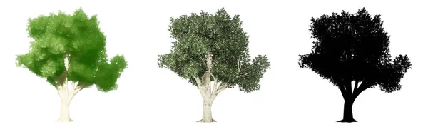 Zestaw Lub Kolekcja California Buckeye Drzew Malowane Naturalne Jako Czarna — Zdjęcie stockowe