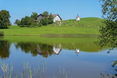 bir tepe yansıma gölde bir çiftlikte inekler otlatma