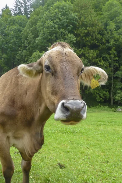 Vaca con moscas en la nariz — Foto de Stock