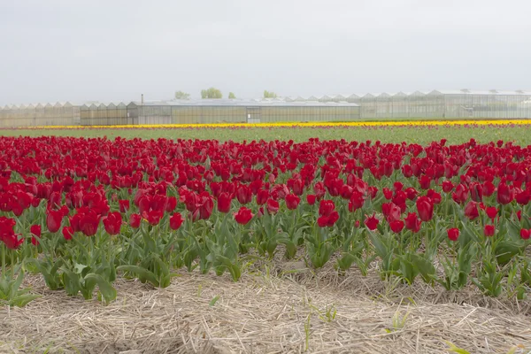 Campo di tulipani rossi con sfondo glashouse — Foto Stock