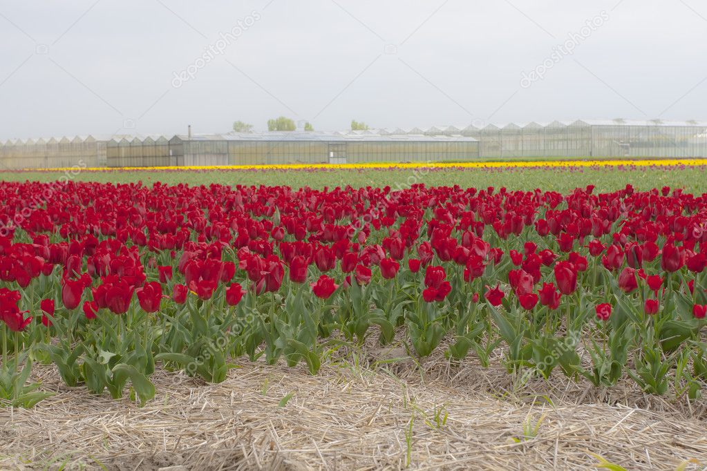 Field of red tulips with glashouse background