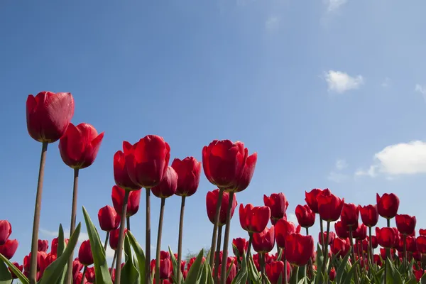 Tulipány v oboru Tulipán — Stock fotografie
