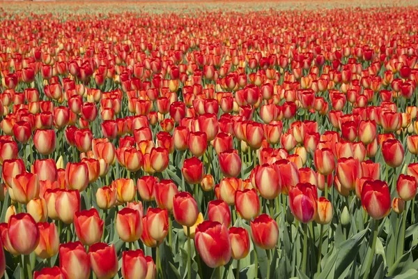 Tulipány v oboru Tulipán — Stock fotografie