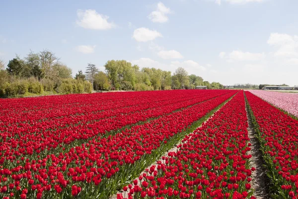 Tulipas no campo de tulipas — Fotografia de Stock