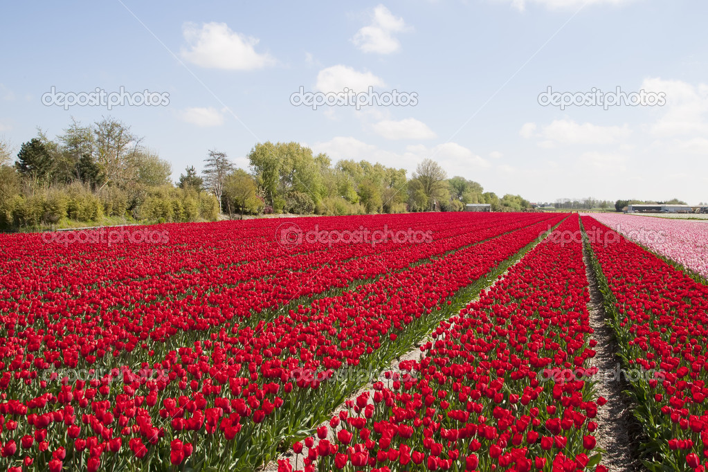 Tulips in tulip field