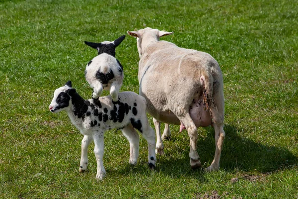 Animali Allevamento Pecore Agnelli Riproduzione — Foto Stock