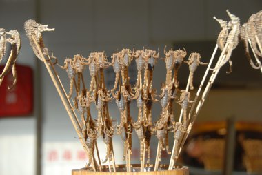 denizatı ve akrepler - Çin beslenme