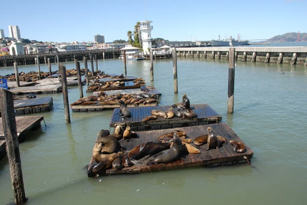 Pier 39 in San Francisco and its seals — Stock Photo, Image