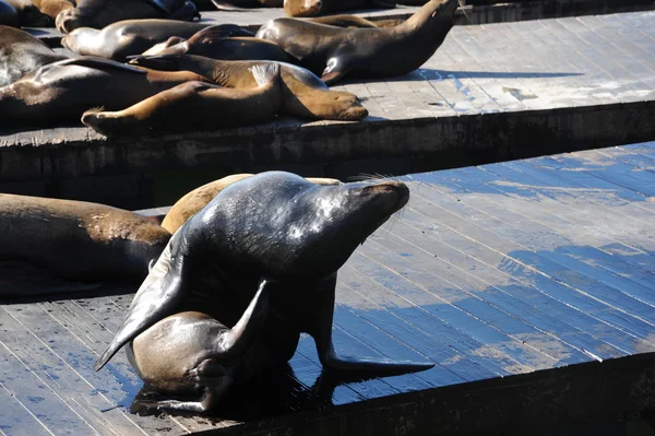 Zeehonden — Stockfoto