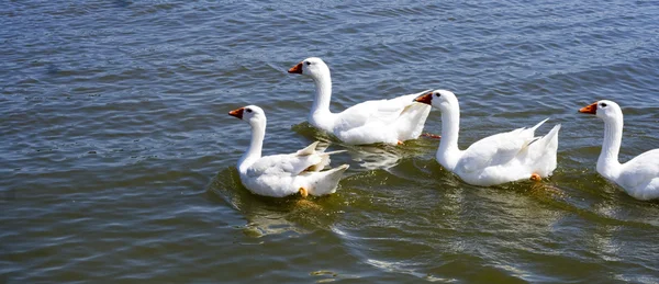 Swan comeing — Stock Photo, Image