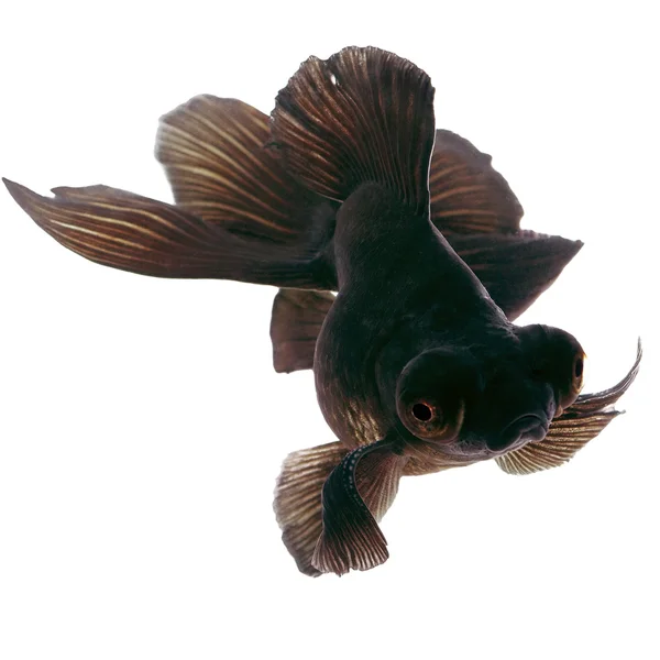 Peixe-dourado preto — Fotografia de Stock