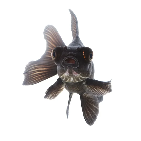 Peixe-dourado preto em branco sem sombra — Fotografia de Stock