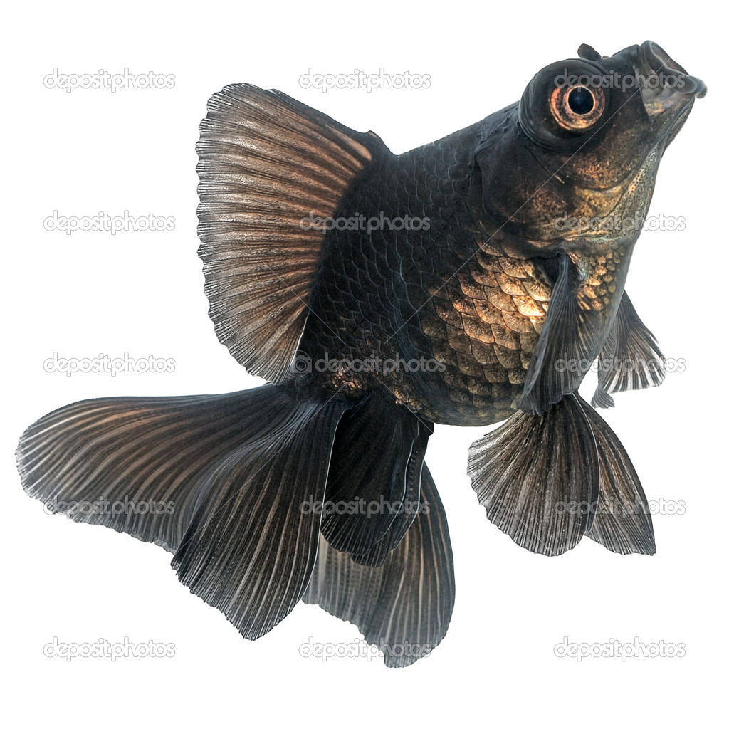 Resultado de imagen de pez negro