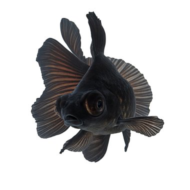 Gölge olmadan beyaz üzerine siyah Japon balığı