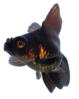 Gölge olmadan beyaz üzerine siyah Japon balığı