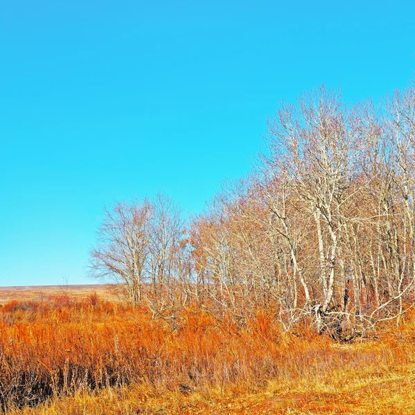 Herfstbomen tegen de blauwe lucht — Stockfoto