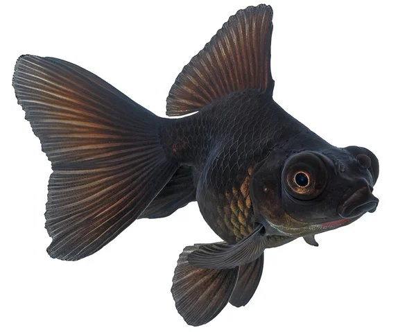 Black Goldfish on White Without Shade — Stock Photo, Image