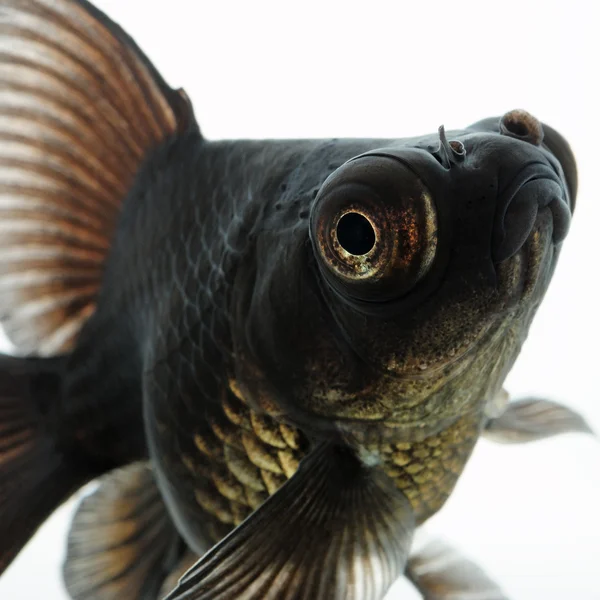 Retrato de Black Goldfish — Fotografia de Stock