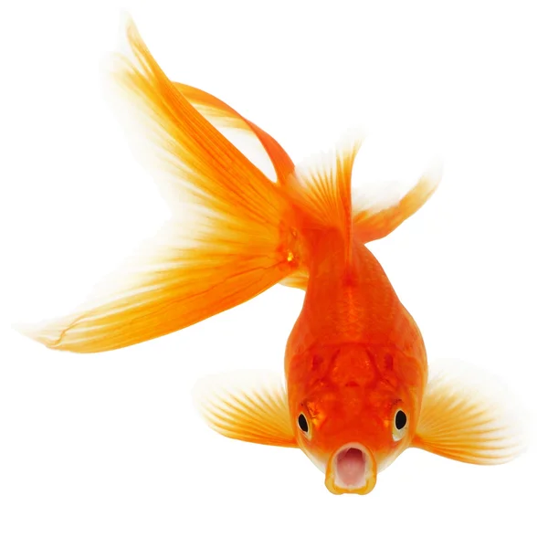 Золотая рыба на белом фоне Стоковое Фото