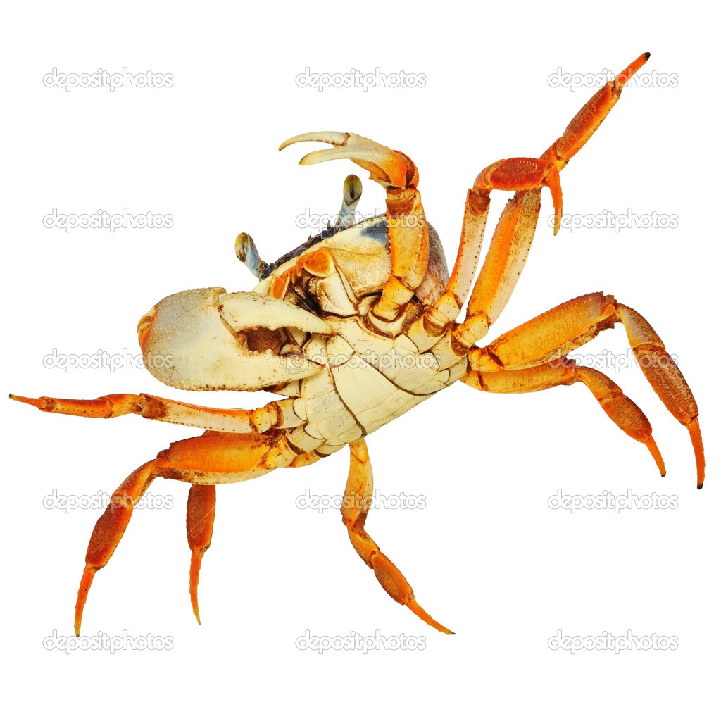Rainbow Crab on white