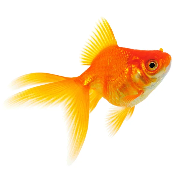 Poisson rouge orange sur blanc — Photo