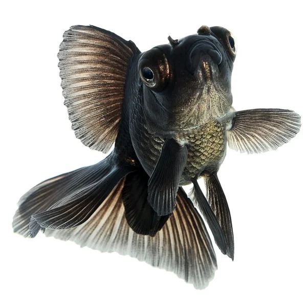Peixe-dourado preto em branco sem sombra — Fotografia de Stock