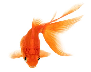 beyaz zemin üzerine altın balık