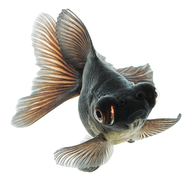 Черная золотая рыбка на белом без тени — стоковое фото
