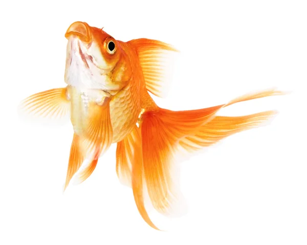 Peixe dourado sobre fundo branco — Fotografia de Stock
