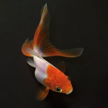 Goldfish on black background clipart