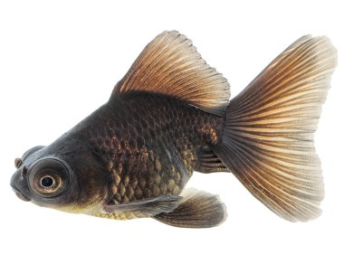 Gölge olmadan beyaz üzerine siyah Japon balığı