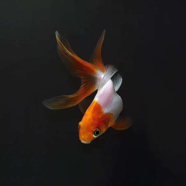 Золотая рыбка на черном фоне — стоковое фото