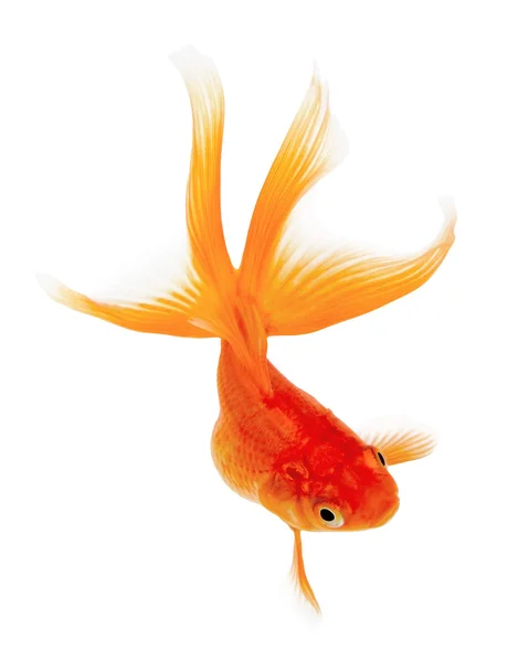 Ikan emas pada latar belakang putih — Stok Foto