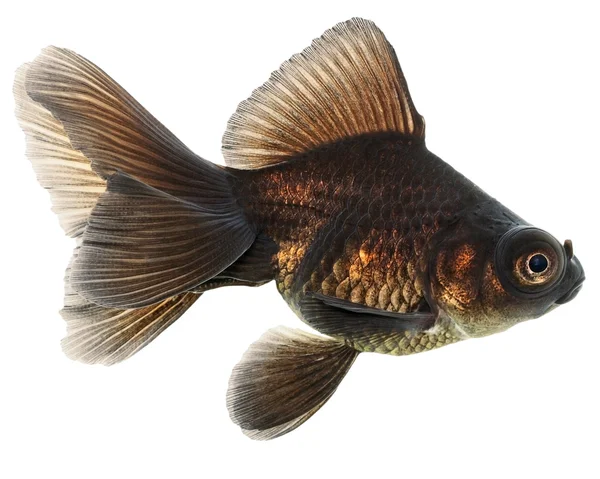 Peixe-dourado preto em branco sem sombra — Fotografia de Stock