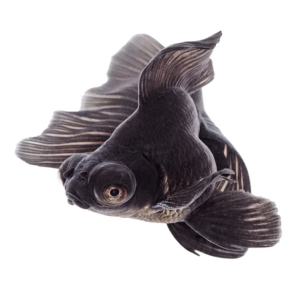 Peixe-dourado preto em branco — Fotografia de Stock