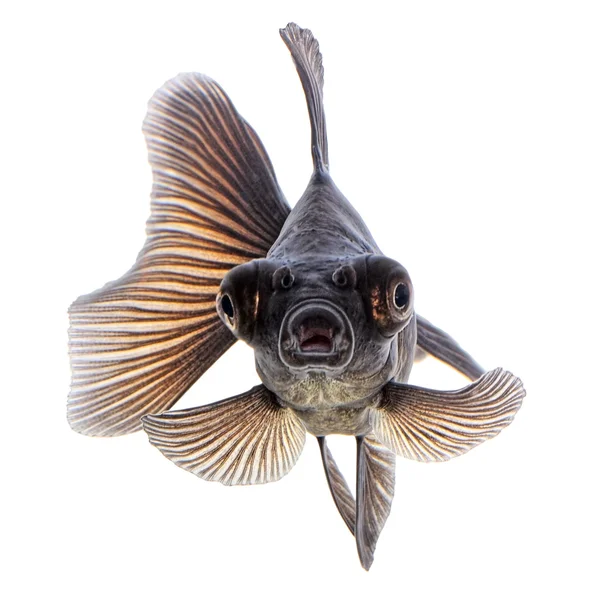 Чорний золота рибка на білому без тіні — стокове фото