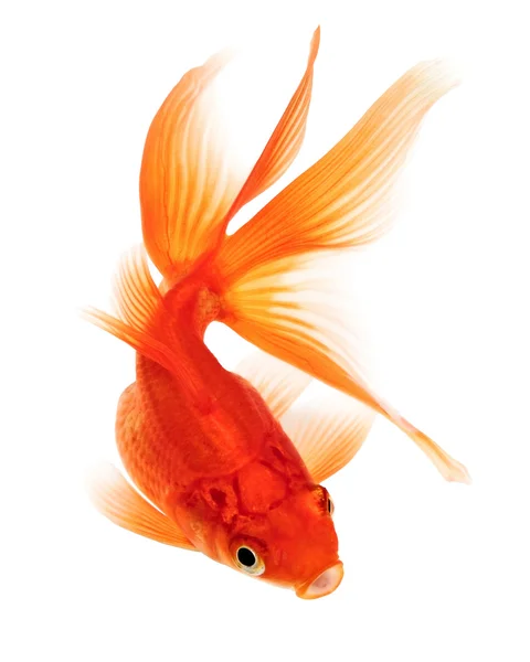 Золотая рыба на белом фоне — стоковое фото
