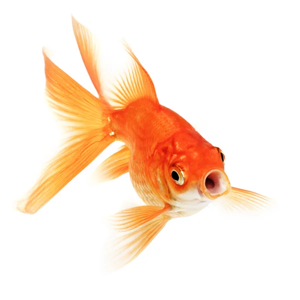 Золотая рыба на белом фоне — стоковое фото