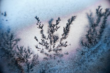 Dendrite