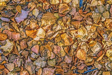 Sonbahar Yaprakları