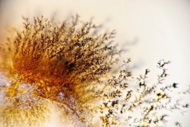 dendrite kristalleri makro