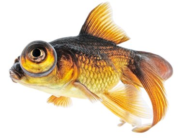 Goldfish clipart