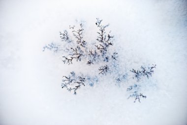 dendrite kristal makro